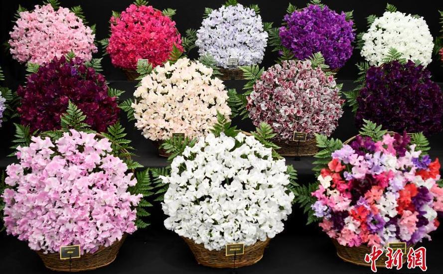 CCTV9英语新闻:伦敦切尔西花展开幕 CCTV9英语新闻:伦敦切尔西花展开幕