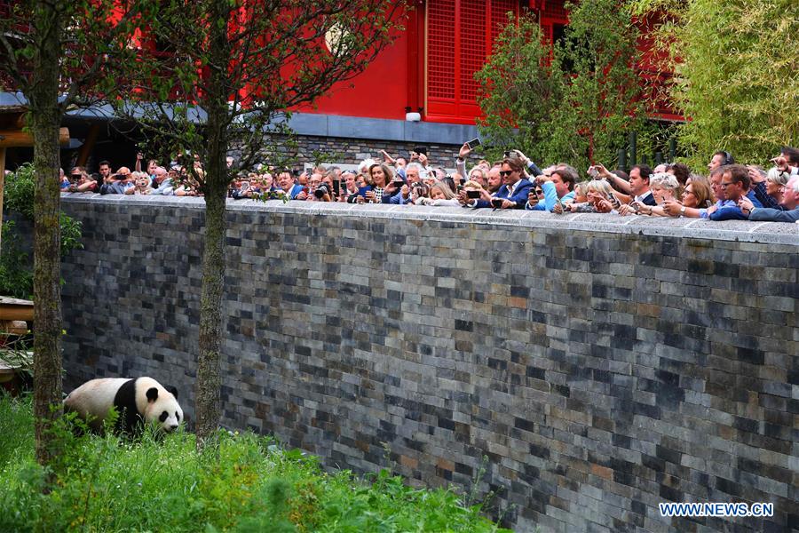 New superstars in town-Pandas debut in Dutch zoo New superstars in town-Pandas debut in Dutch zoo