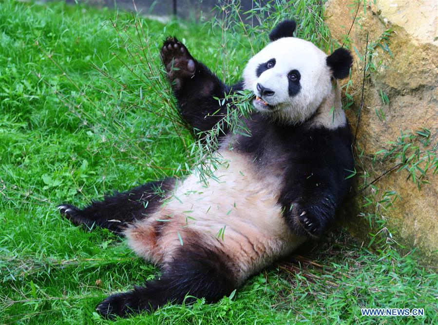 New superstars in town-Pandas debut in Dutch zoo New superstars in town-Pandas debut in Dutch zoo