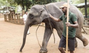 A visit to Pinnawela Elephant Orphanage
