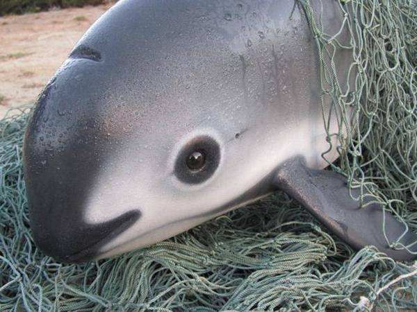 Save the vaquita by stopping illegal trade of totoaba Save the vaquita by stopping illegal trade of totoaba