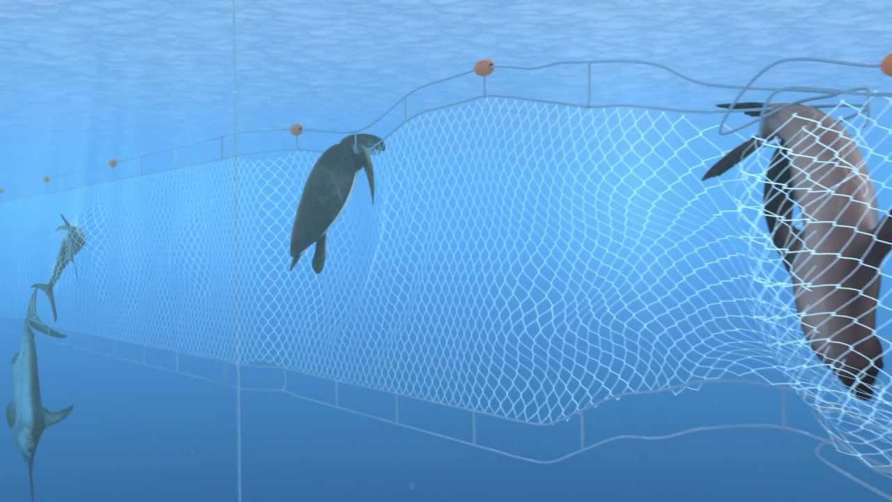 Save the vaquita by stopping illegal trade of totoaba Save the vaquita by stopping illegal trade of totoaba