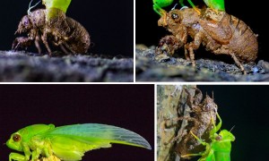 Amazing! Cicada breaks free from its larva shell