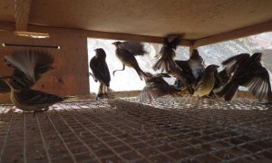 migratory相关阅读