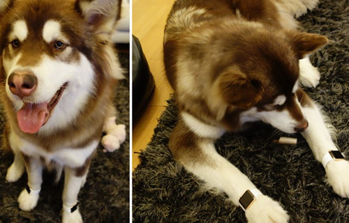 王思聪为爱犬买8台iPhone7,网友:活得不如狗 王思聪为爱犬买8台iPhone7,网友:活得不如狗