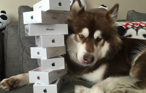 王思聪为爱犬买8台iPhone7,网友:活得不如狗 王思聪为爱犬买8台iPhone7,网友:活得不如狗