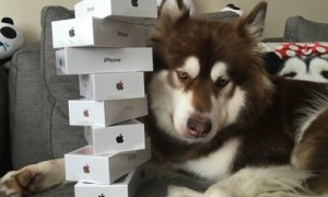 王思聪为爱犬买8台iPhone7,网友：活得不如狗
