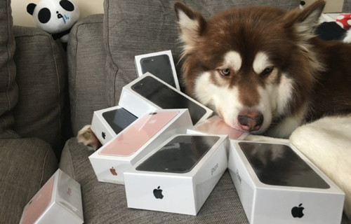 王思聪为爱犬买8台iPhone7,网友:活得不如狗 王思聪为爱犬买8台iPhone7,网友:活得不如狗