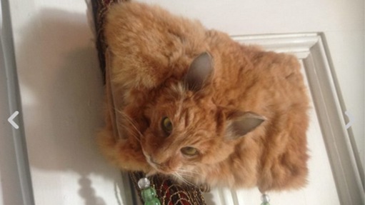 猫咪标本手袋拍卖 猫咪标本手袋拍卖