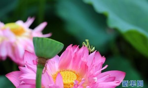 lower相关阅读