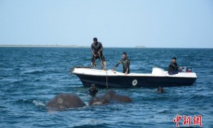 elephant相关阅读
