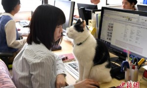 Celebrate International Cat Day