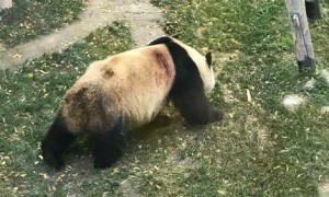 网传兰州动物园虐待大熊猫，园方称或为竹尖刺伤所致