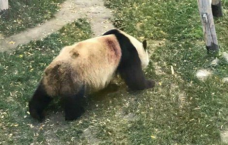 网传兰州动物园虐待大熊猫,园方称或为竹尖刺伤所致 网传兰州动物园虐待大熊猫,园方称或为竹尖刺伤所致