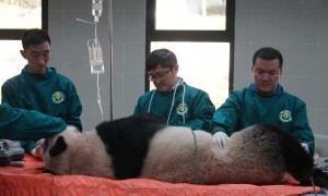 中国同时放归两只大熊猫，华妍张梦回归山林