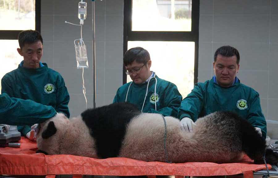 中国同时放归两只大熊猫,华妍张梦回归山林 中国同时放归两只大熊猫,华妍张梦回归山林