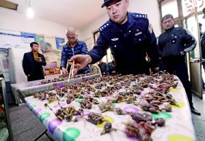 北京某餐馆菜谱首推炸麻雀 警方突查救千只鸟 北京某餐馆菜谱首推炸麻雀 警方突查救千只鸟