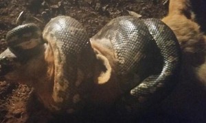 dinner相关阅读