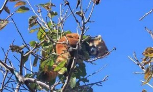 red panda相关阅读