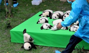 2016年度路透社最佳图片：三张是有关中国的！