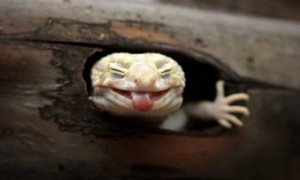 cheek相关阅读