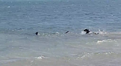 狗狗沙滩遇虎鲨 不畏风险勇追击 狗狗沙滩遇虎鲨 不畏风险勇追击