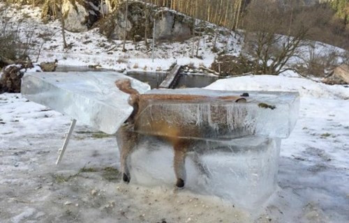 惨不忍睹!狐狸掉进多瑙河冻成了冰雕 惨不忍睹!狐狸掉进多瑙河冻成了冰雕