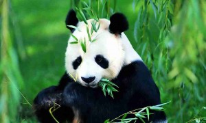 basis相关阅读