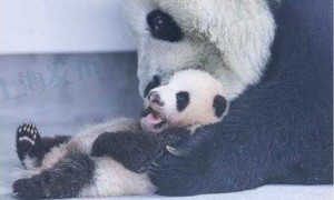 上海动物园大熊猫母女相继离世，民众愤怒！