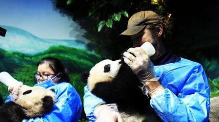 又一位好莱坞巨星“沦陷了”:“精灵王”李佩斯到成都喂熊猫! 又一位好莱坞巨星“沦陷了”:“精灵王”李佩斯到成都喂熊猫!