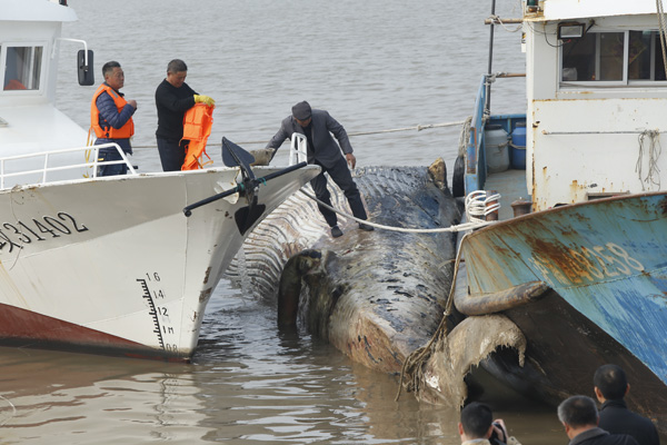 上海惊现死亡搁浅鲸鱼,鱼鳍却不翼而飞! 上海惊现死亡搁浅鲸鱼,鱼鳍却不翼而飞!