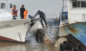 上海惊现死亡搁浅鲸鱼，鱼鳍却不翼而飞！