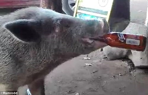 墨西哥“嗜酒猪”走红 在酒吧门前连饮3瓶酒 墨西哥“嗜酒猪”走红 在酒吧门前连饮3瓶酒