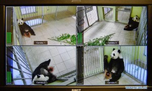 大熊猫&ldquo;欢欢&rdquo;法国产下双胞胎 其中一幼崽死亡