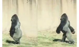 直立相关阅读