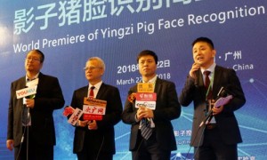 猪脸识别来了，未来的你吃的可能是一头精致的猪猪