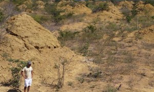 巴西森林惊现大量白蚁所筑&ldquo;金字塔&rdquo; 有近4000年历史