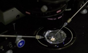 百名科学家联名反对、强烈谴责人体胚胎基因编辑