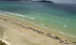 新西兰145头领航鲸集体搁浅死亡