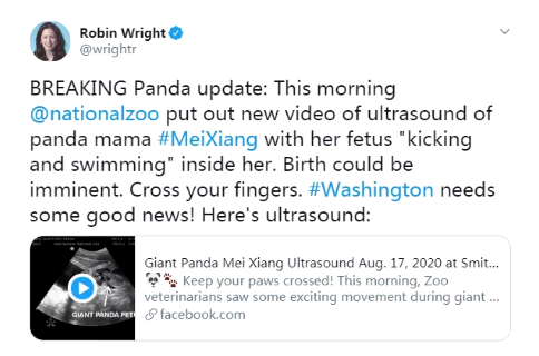 旅美大熊猫可能怀孕,美网友高兴坏了:我们太需要这个好消息了 旅美大熊猫可能怀孕,美网友高兴坏了:我们太需要这个好消息了