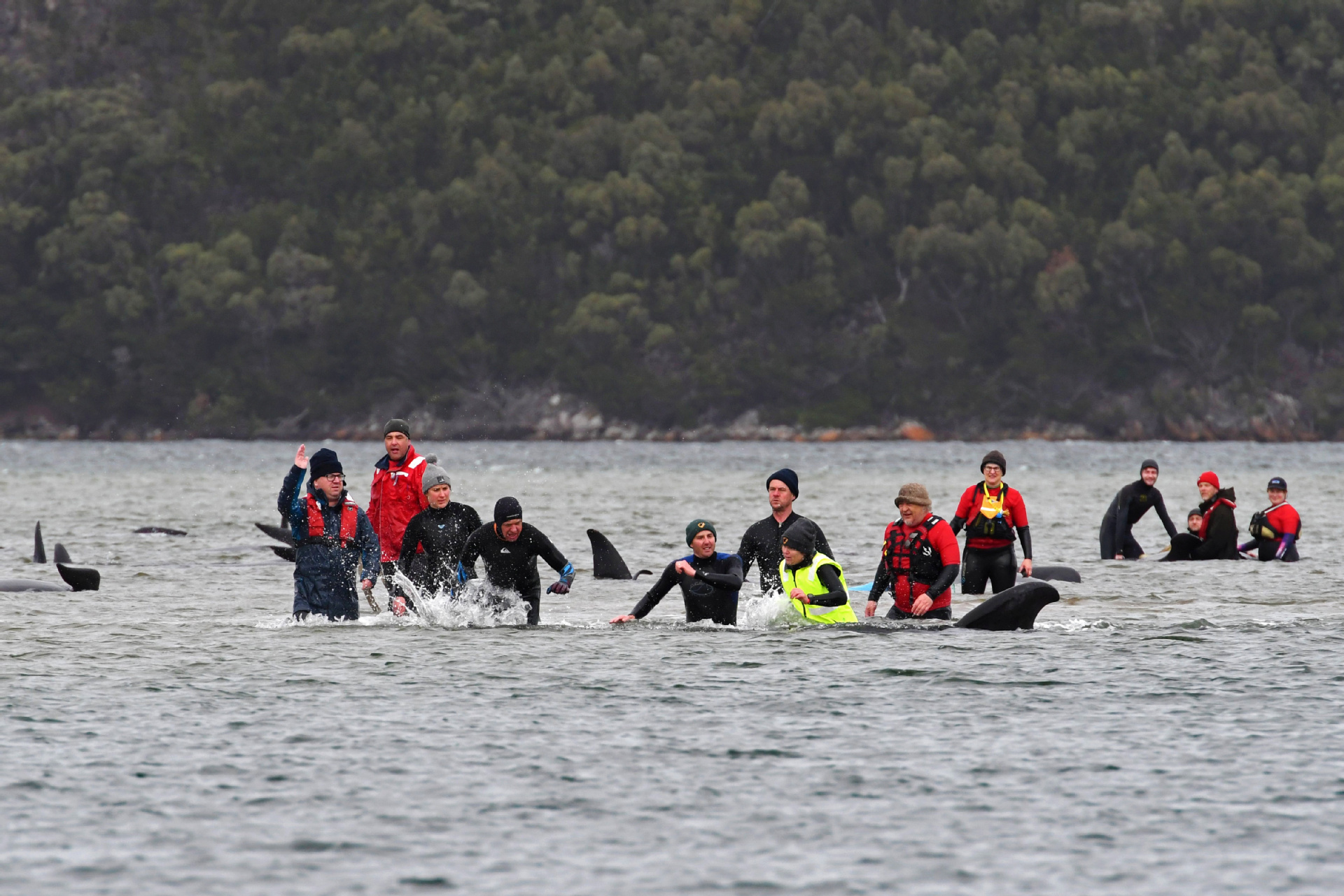 澳大利亚出现罕见大规模鲸鱼搁浅 近400头已死亡 澳大利亚出现罕见大规模鲸鱼搁浅 近400头已死亡