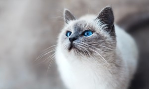 科学家揭秘猫的七种性格类型
