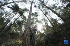 新闻热词:森林覆盖率 forest coverage rate