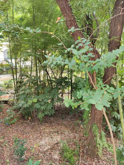 11的序数词和基数词英语
