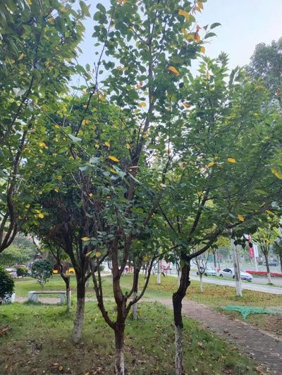 中考英语阅读理解专项训练及答案（19）