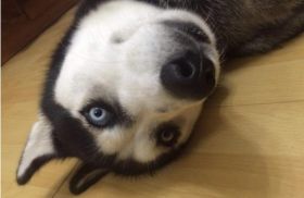 领导夹菜你转桌？&ldquo;没有眼力见&rdquo;用英语怎么说？