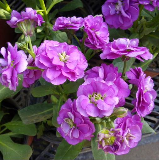 violet
