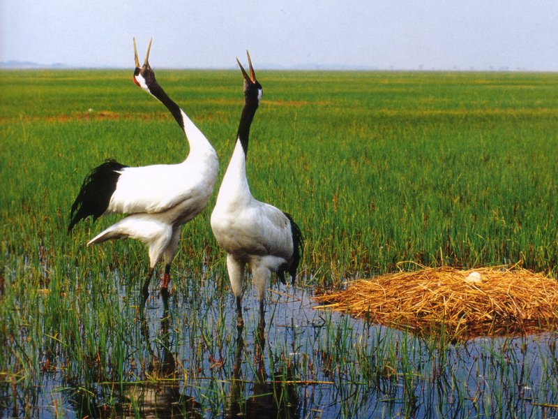 red crowned crane是什么意思,red crowned crane的中文翻译 red crowned crane