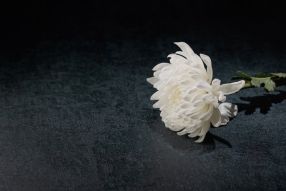 festival相关阅读
