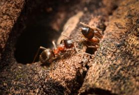 高考英语阅读理解文章重点讲解2：曼哈顿蚂蚁